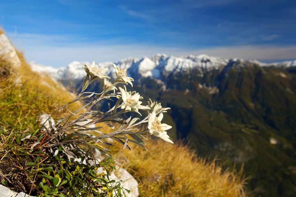 Apartma Bohinj Pokoj fotografie